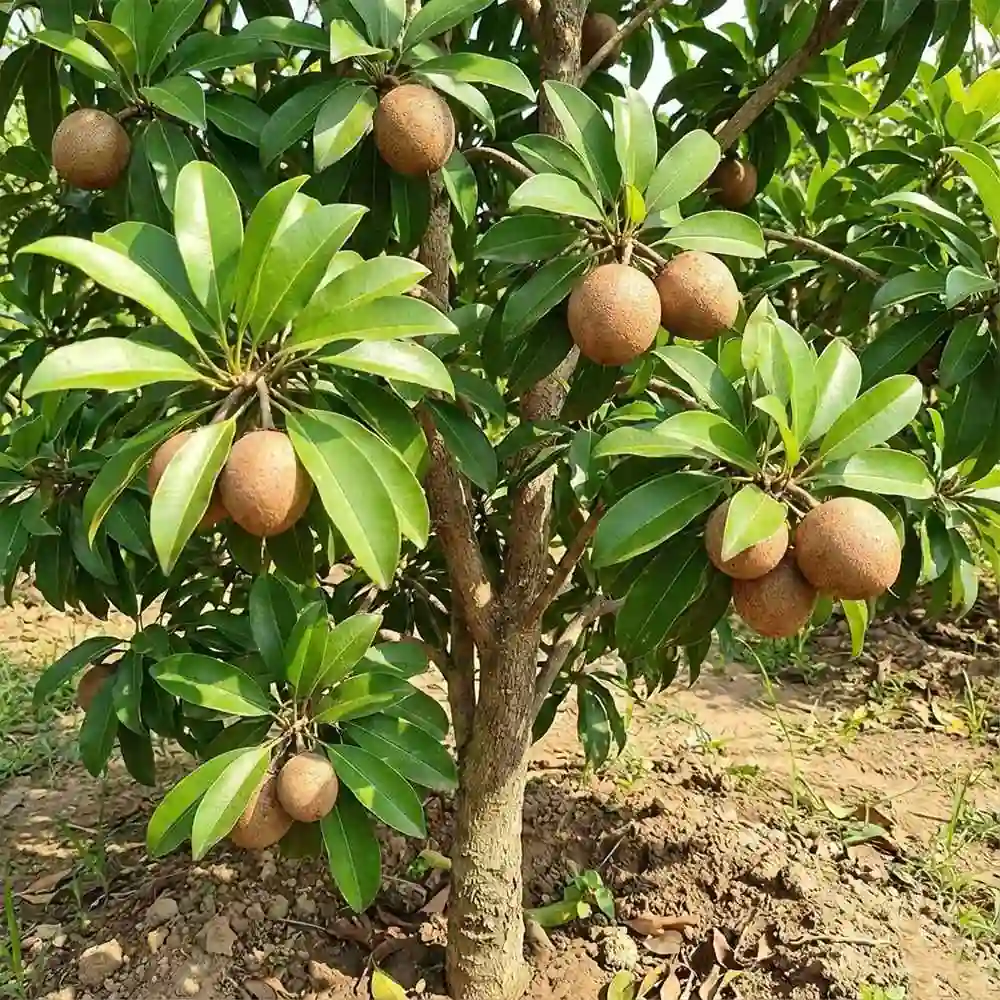 Chiku Kalipatti Plant